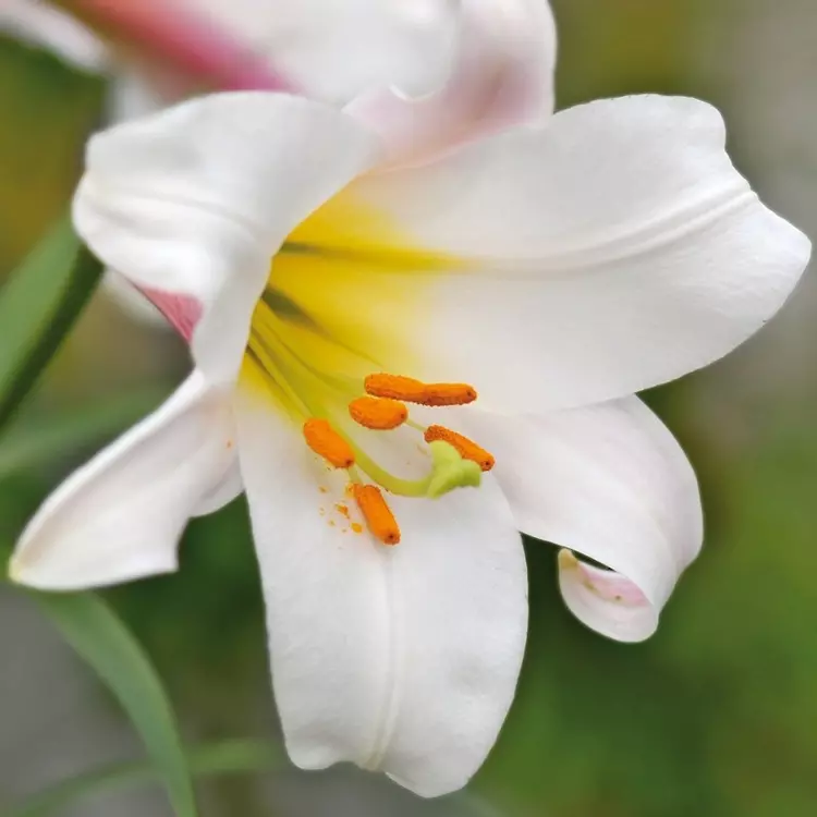 Lilium regale deals